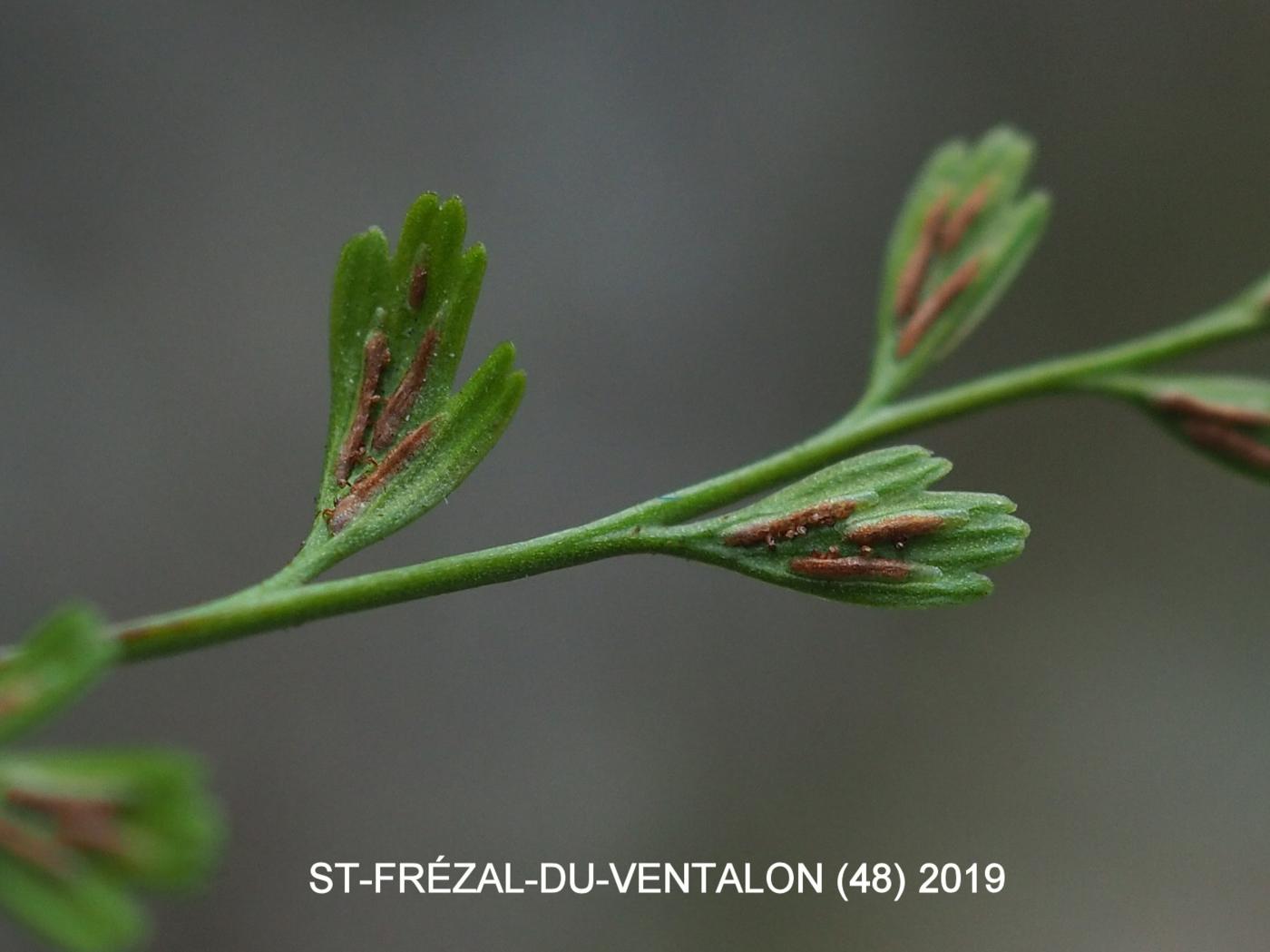 Spleenwort, Alternate-leaved fruit